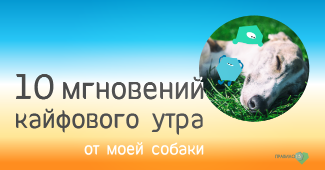 мгновений кайфого утра от моей собаки. Диабет, сахарный диабет, СД1 типа, СД 2 типа, Правило 15.